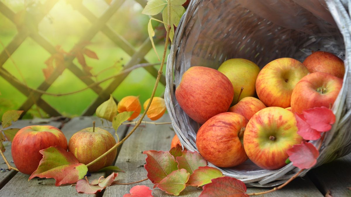 Un panier rempli de pommes colorées sur une table en bois, entouré de feuilles d'automne.