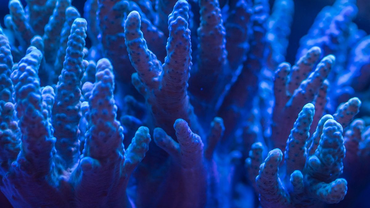 Corail bleu vibrant sous l'eau, illustrant sa beauté naturelle et sa structure unique.
