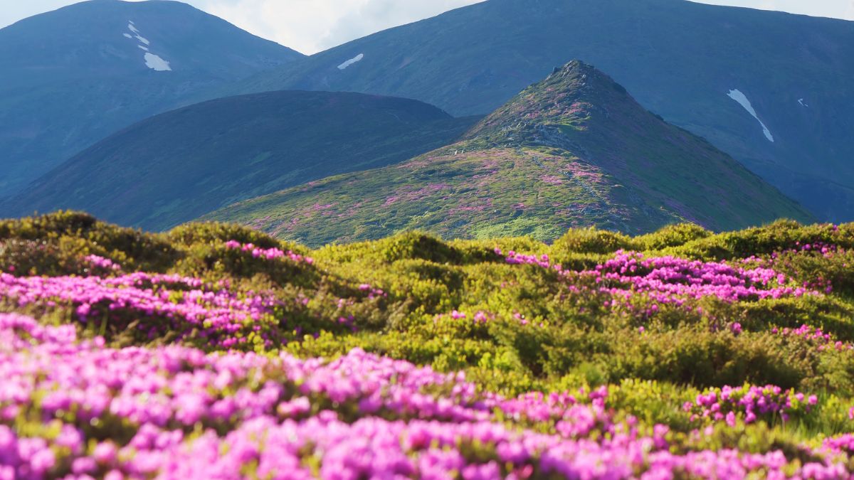 Un champ de fleurs roses s'étend devant des montagnes verdoyantes.