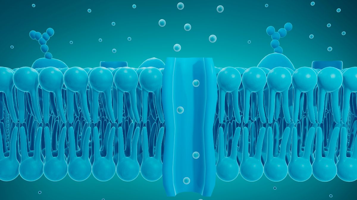 Illustration d'une membrane cellulaire avec des ions et des molécules en interaction.
