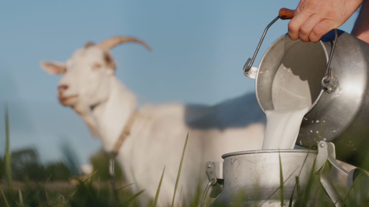 Un fermier verse du lait de chèvre frais dans un seau en métal, avec une chèvre en arrière-plan.