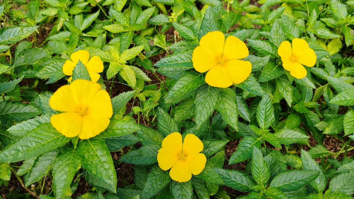 Fleurs jaunes de Damiana entourées de feuilles vertes luxuriantes.
