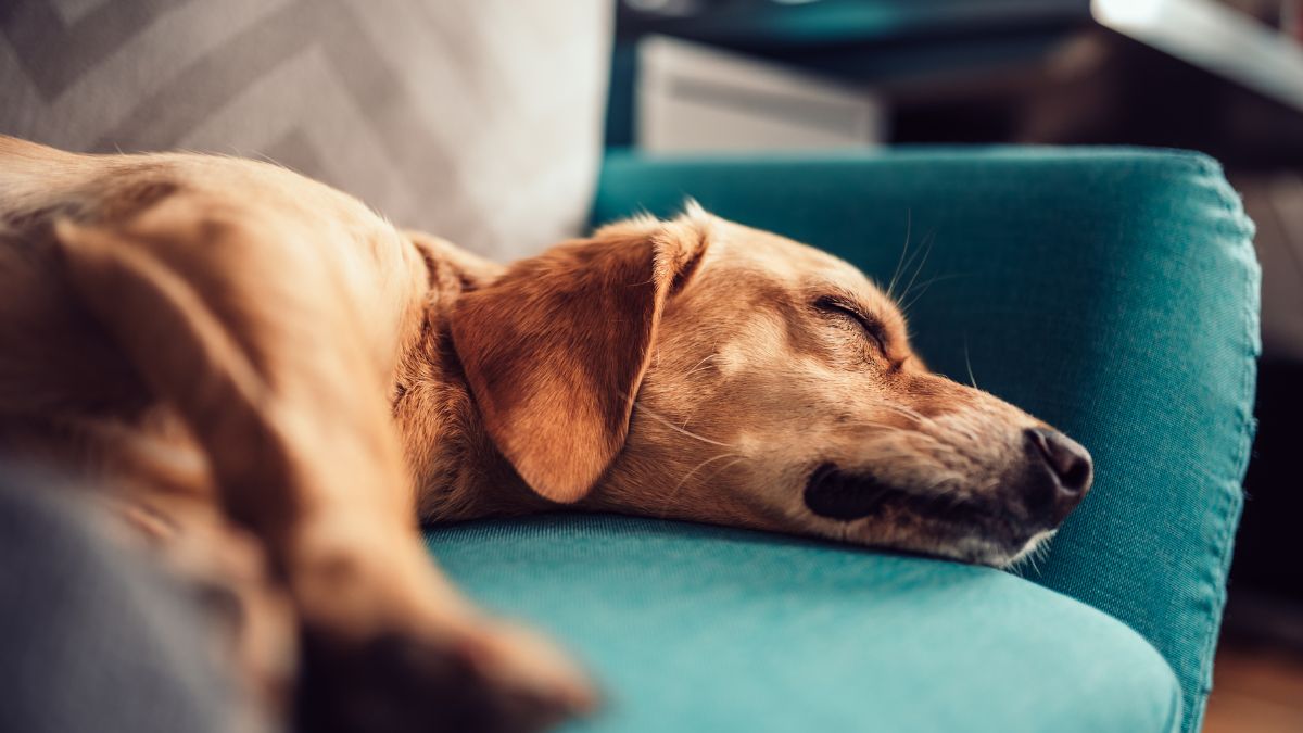 Un chien doré se repose paisiblement sur un canapé bleu.