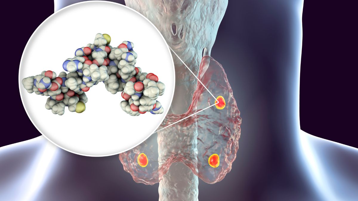 Illustration des glandes parathyroïdes et de la molécule de PTH.